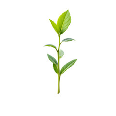 Fototapeta premium A small plant seedling growing in soil on Transparent