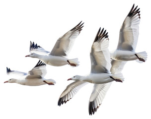 Obraz premium PNG Flock birds background seagulls.