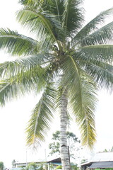 coconut tree