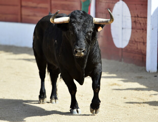 black bull with big horns in the spanuish bullring