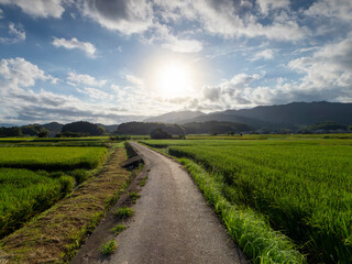 水滴が輝く明日香村の田園風景