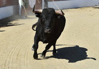 a brave bull with big horns in a traditional spectacle of bullfight in spain