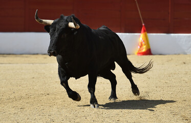 black bull with big horns in the spanuish bullring