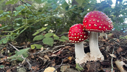 Two red mushrooms with white spots stand tall in a forest, surrounded by leaves and twigs