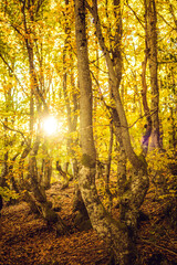 A forest in autumn with sunlight filtering through trees and fallen leaves covering the ground