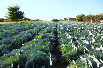 Fototapeta premium Green cabbages growing in field on sunny day