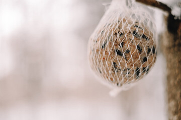 Bird food nets on tree branches and twigs in a winter forest 