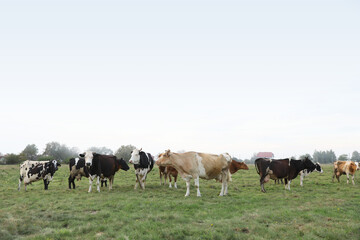 Beautiful cows grazing on green grass outdoors