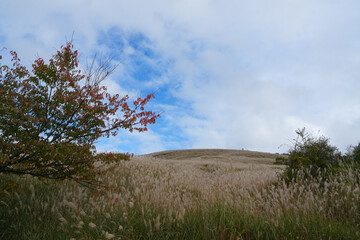 Obraz premium 三国峠のススキ原