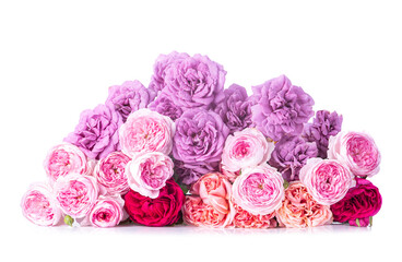 Rose flower isolated on white background