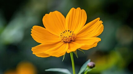 Vibrant Yellow Flower in Bloom Against Green Background