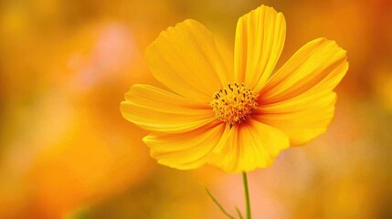 Obraz premium Bright Yellow Flower with Soft Background