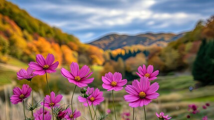 Obraz premium Vibrant Pink Cosmos Flowers in Autumn Landscape