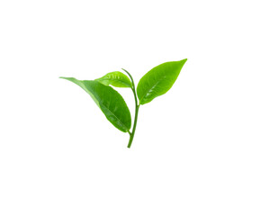 Green tea leaves on white background