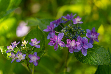 Obraz premium Hydrangea in Japan
