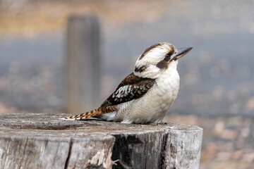 Kookaburra - Lachender Hans