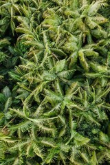 close up of green plant