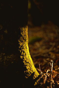 Close-up of a tree trunk covered in moss, bathed in warm sunlight of autumn
