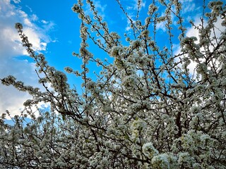 White Spring Blossoms Covering Tree Branches Against a Vibrant Blue Sky