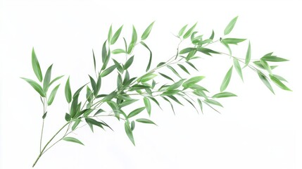 Bamboo plant with slender, curving leaves, isolated on white background