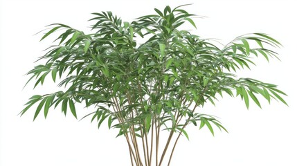 Obraz premium Bamboo plant with slender, curving leaves, isolated on white background