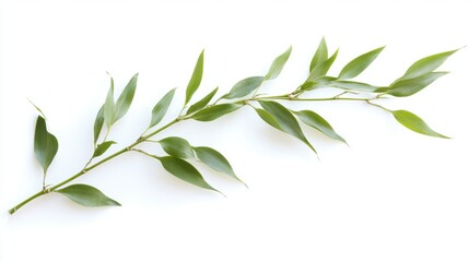 Fototapeta premium Close-up of bamboo leaves attached to a slender green stalk, isolated on white background