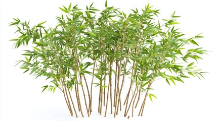 Fototapeta premium Cluster of bamboo stalks with thin green leaves, isolated on white background