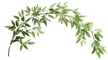 Obraz premium Curved bamboo stalk with soft, drooping green leaves, isolated on white background