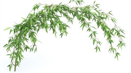 Curved bamboo stalk with soft green leaves cascading, isolated on white background