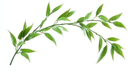 Fototapeta premium Elegant green bamboo branch with curved leaves, isolated on white background