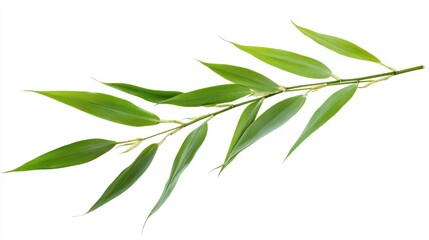 Elegant green bamboo stem with long, flowing leaves, isolated on white background
