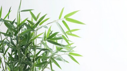 Fototapeta premium Fresh bamboo plant with soft, curling leaves, isolated on white background