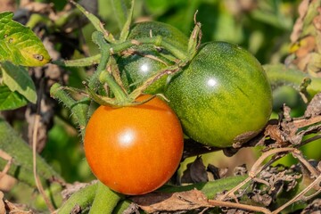 The Last Tomatoes of the Season, Pennsylvania USA