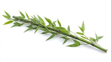 Fototapeta premium Fresh bamboo stem with leaves gently swaying, isolated on white background