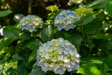White hydrangea in Japan