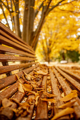 Close-up of a park bench in autumn with some leafs resting on it. 