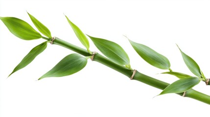 Single green bamboo shoot with lush leaves growing upward, isolated on white background