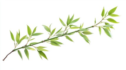 Smooth green bamboo branch with minimal leaves, isolated on white background