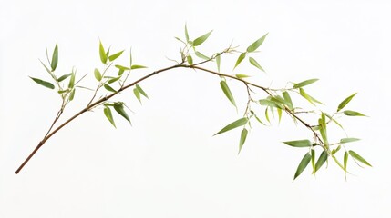 Fototapeta premium Tall bamboo stalk with delicate new leaves growing, isolated on white background