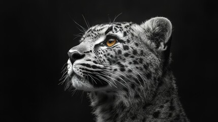 Obraz premium Fotografía de Jaguar blanco o león de las nieves sutil, fiero y en asecho.