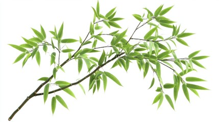 Obraz premium Vibrant green bamboo with delicate leaves spreading out, isolated on white background