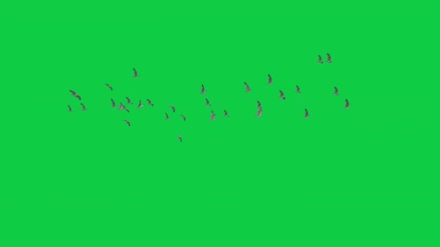 5 Flocks of Flying Seagulls Birds Animation - Overlay Graphic Element