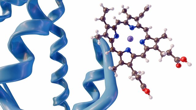 3d rendering of heme molecule and protein structure in the white background.