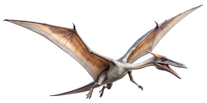 Dramatic image of pteranodon flying against white background