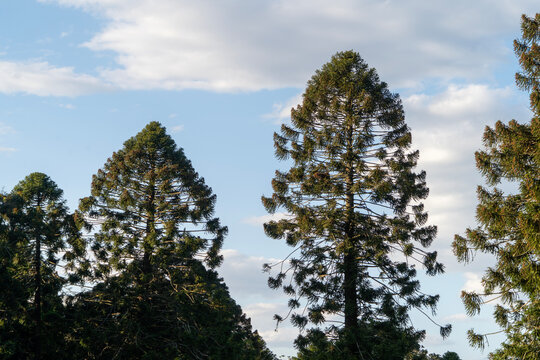 Bunya Pines, endemische Nadelb&auml;ume in Australien