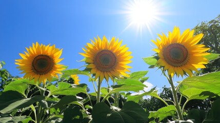 Fototapeta premium Golden sunflowers basking in the sunlight, with a bright blue sky overhead, capturing the essence of summer's joy