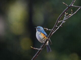 青い鳥/ルリビタキ