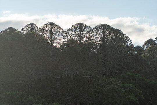 Bunya Pines, endemische Nadelb&auml;ume in Australien
