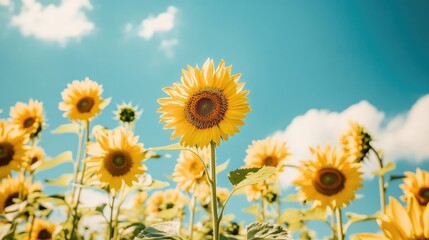 Obraz premium A field of golden sunflowers standing tall under a bright blue sky, symbolizing the happiness and beauty of a summer day