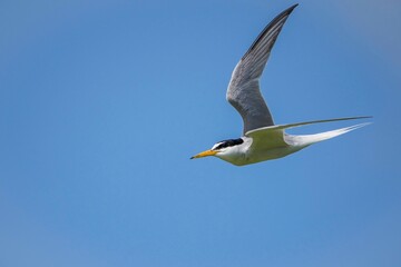 青空バックに颯爽と飛ぶコアジサシ
